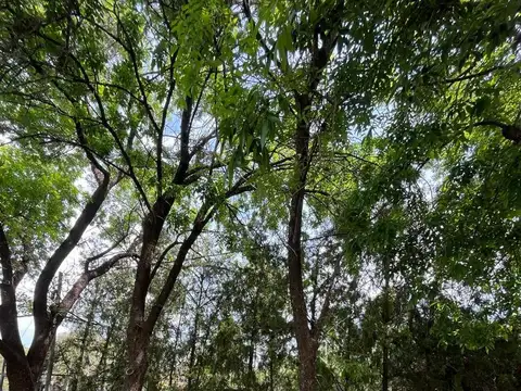 Independencia  al 800