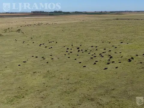 1712 ha ganaderas en Melincué, Santa Fe