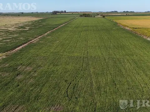 1712 ha ganaderas en Melincué, Santa Fe
