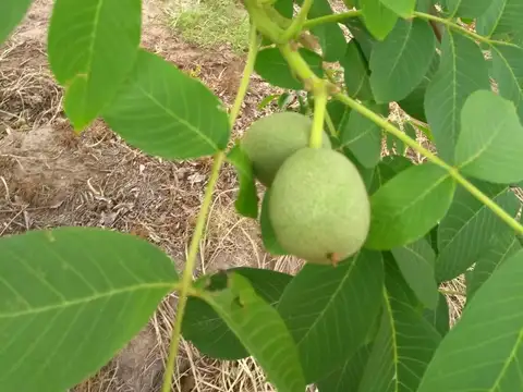 Finca en venta - 2 Dormitorios 1 Baño - Bowen