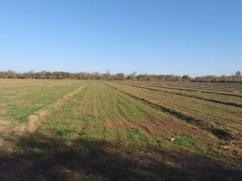 RUTA 38