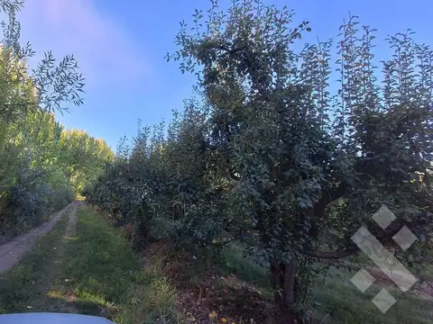 En Venta Chacra de 65 Has, Isla Adelina, Centenario Neuquén.