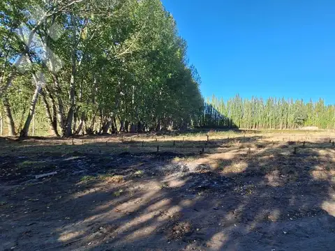 En Venta Chacra de 65 Has, Isla Adelina, Centenario Neuquén.