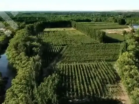 En Venta Chacra de 65 Has, Isla Adelina, Centenario Neuquén.