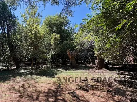 Cedro, Parque Jularo.