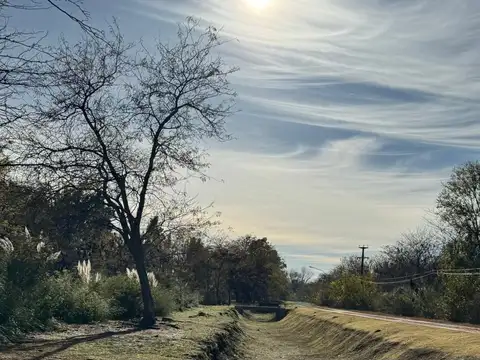 LOS PINOS - LOS PINOS II 100