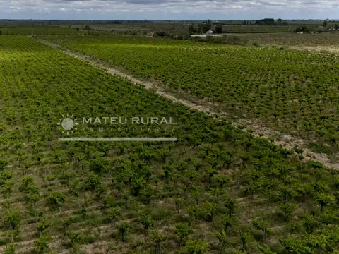 Campo en Venta de 58  ha