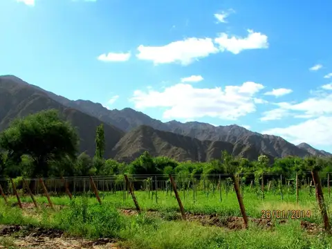 Calle Pública S/N°, Copacabana, Tinogasta, Catamarca 100