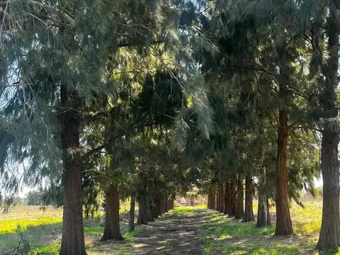Campo sobre Ruta 192 - Arroyo De La Cruz