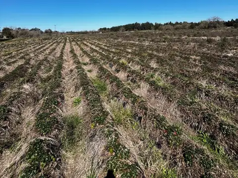 Campo sobre Ruta 192 - Arroyo De La Cruz
