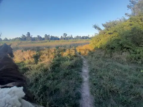 Venta - Campo Citrícola/Hortícola - Ganadero - Bella Vista - Corrientes