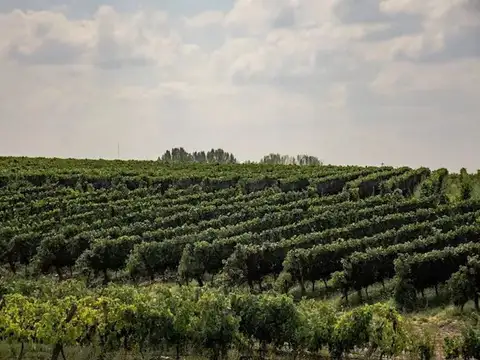 Oportunidad de Inversion - Venta hileras de Vid