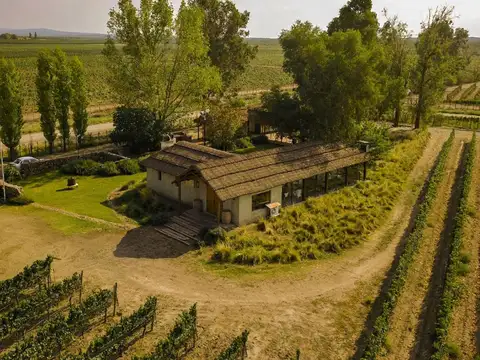 Oportunidad de Inversion - Venta hileras de Vid