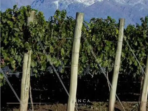 Oportunidad de Inversion - Venta hileras de Vid