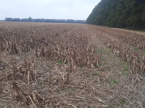 Campo en  gobernador castro