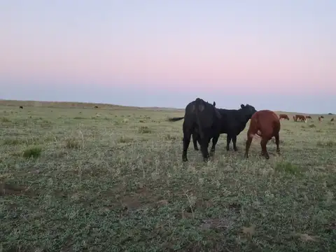 Campo en Venta Ganadero