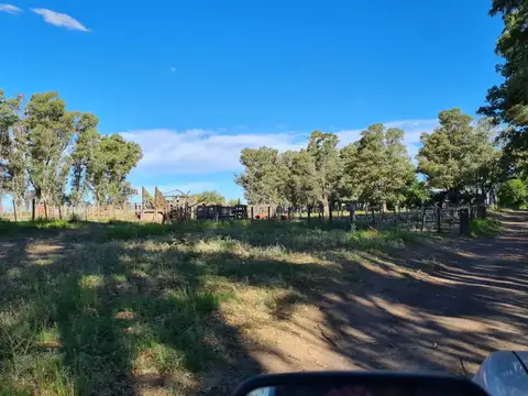 Campo en Venta Ganadero