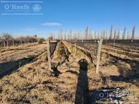 San Rafael, Mendoza.