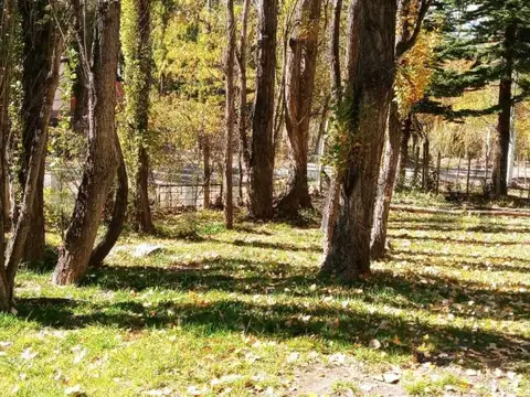 Los tulipanes