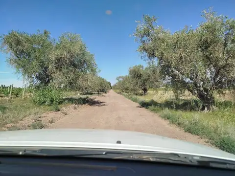 Alquiler Finca vitícola/hortícola en Medrano Junín