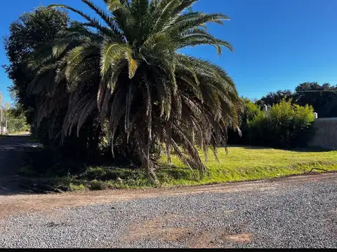 LAS MARGARITAS Y SANTA MARIA