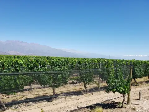 Constantini y Calle del Indio