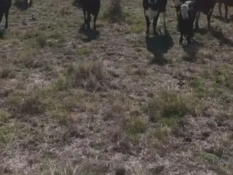VENTA CAMPO GANADERO DE 162 HAS(LOS TALAS/BERISSO)