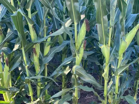 VENTA CAMPO MIXTO - PROVIDENCIA