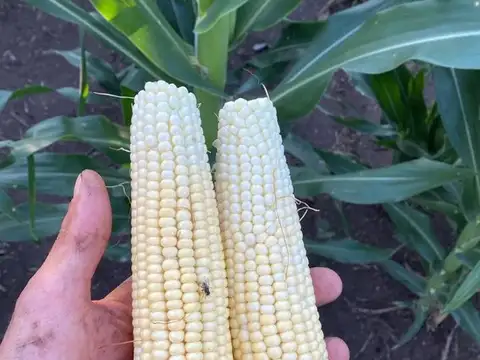 zona 4 - agropecuaria