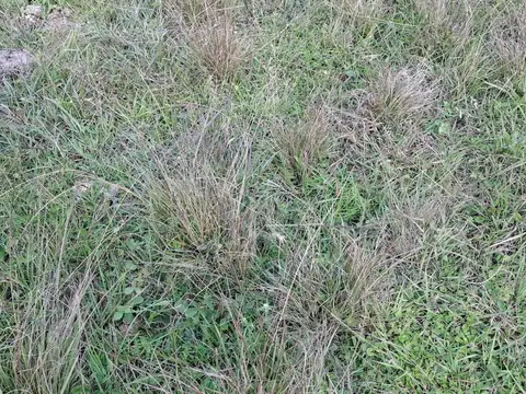 Campo ganadero y arrocero en zona centro de Corrientes