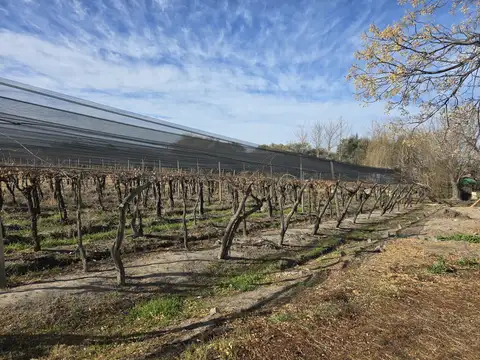 Galpon en Venta en San Rafael, USD 1.000.000