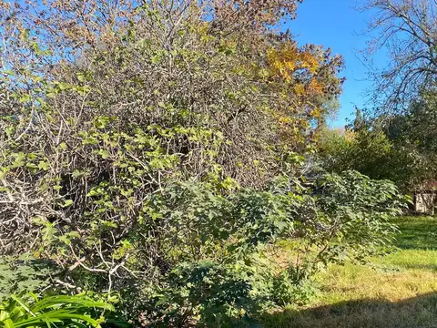 Lote 250 mt2 en venta Oliveros