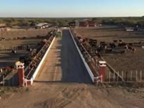 Campo 123 ha Feedlot Villa de Soto