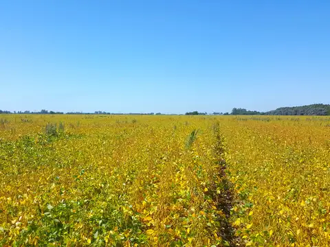 86 Has. agrícolas en Solis