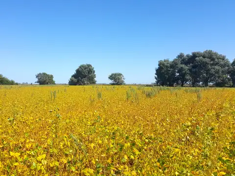 Campo en Venta de 86  ha