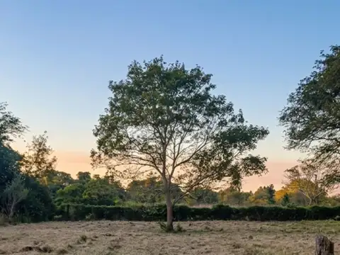 Colonia Carolina