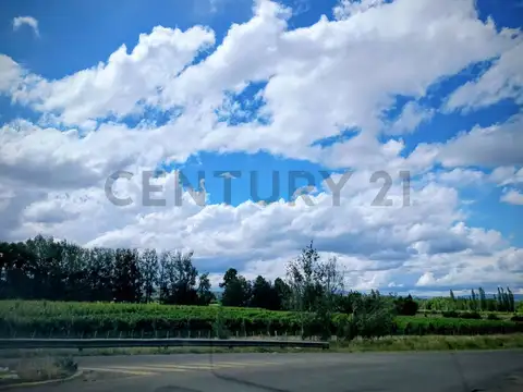 Century 21 vende 60 hectáreas de chacra en Valle de Uco