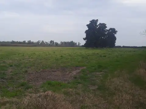 12 Hectareas rio tala, san pedro, provincia de buenos aires