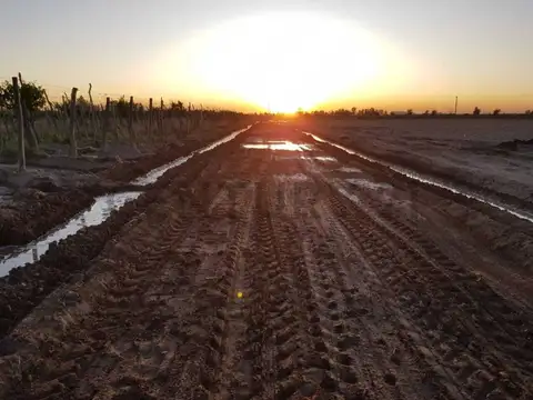 Century 21 López ofrece a la venta finca productiva de 24 hectáreas en Montecaseros, San Martín, Men
