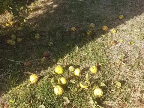 zapata , Piso 0
