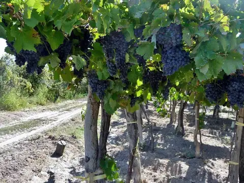 Century 21 López ofrece a la venta finca productiva de 24 hectáreas en Montecaseros, San Martín, Men