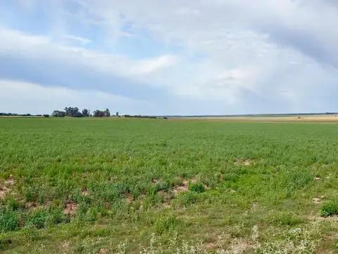 Campo mixto de 807 hectáreas en Winifreda - LP