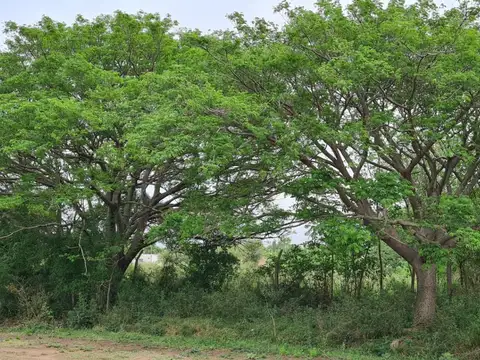 Terreno en Venta en San Nicolás de los Arroyos, USD 105.000