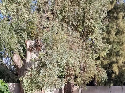 PILAR CASA EN ALQUILER