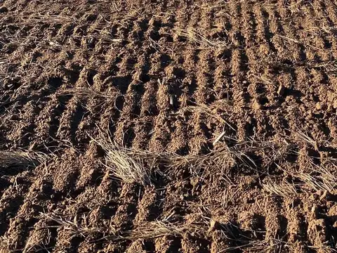 VENTA - 300 Ha. Agrícolas a 30´ de  Villa Mercedes , San Luis
