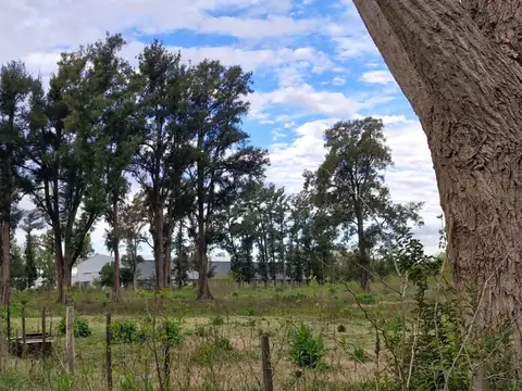 Campo en Venta Agrícola