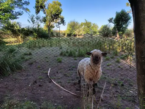Campo en Venta de 24,50  ha