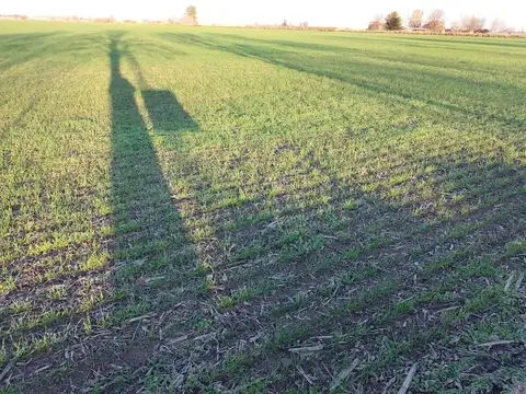 Campo en Venta Agrícola