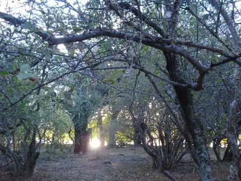 CAMPO DE 34900 HECTAREAS EN SALTA OPORTUNIDAD UNICA