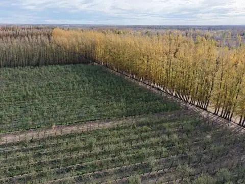 CHACRA PRODUCTIVA EN VENTA 29HA
